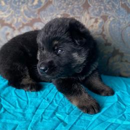 Teal collar boy - Black and red male German Shepherd puppy in Coleta, Illinois from Four Leaf Farm- Vom Vierblättriges Bauernhof