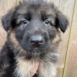 Winter - Black and red female German Shepherd puppy in Graham, Washington from Wildeflecken Shepherds
