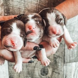 English Springer Spaniel and Labrador Retriever Puppies from Farm Fresh Labradors & English Springers