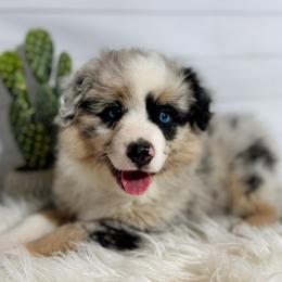 Annabelle - Blue merle female Miniature American Shepherd puppy in Ash Grove, Missouri from 3 Barrels Farms, LLC