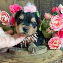 Piper - Black and tan female Yorkshire Terrier puppy in Howe, Oklahoma from Ray Holder