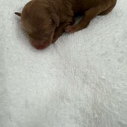 Ginger - Red  female Poodle puppy in Auburn, Georgia from Southern Poodles