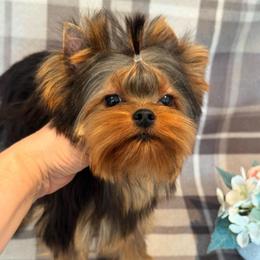 Boy - Blue and gold male Yorkshire Terrier puppy in Placerville, California from Diamond Springs Boutique
