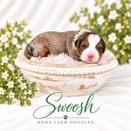 Swoosh - Blue merle male Bernedoodle puppy in Henry, Illinois from Rowe Farms Doodles