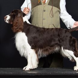 Blaze - English Springer Spaniel