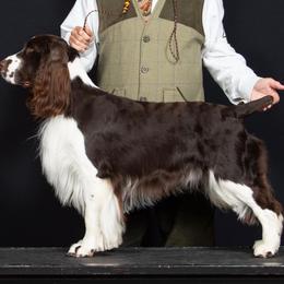 Blaze - English Springer Spaniel