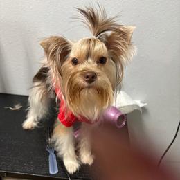 Percy AKC - Parti male Yorkshire Terrier puppy in Saint Cloud, Florida from Kei’s Precious Pups