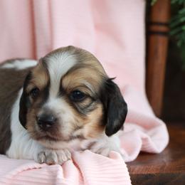 Graham - Piebald male Dachshund puppy in Wakarusa, Indiana from PuppyLove Dachshunds