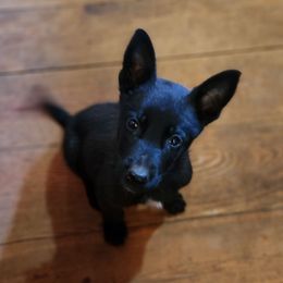 Leon Leighton - Black male Belgian Malinois puppy in Elizabethton, Tennessee from Forever Family K9