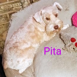 Pita - Miniature Schnauzer