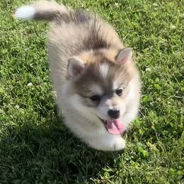 Pomsky Puppies from My Half Pint Pups