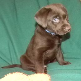 Boy 1 Blue Collar - Chocolate male Labrador Retriever puppy in Hartley, California from Mathew's Labradors