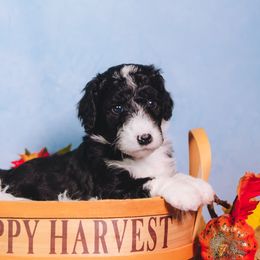 Bordoodle Puppies from 2J 2K Bordoodles