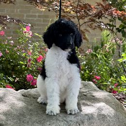 Poodle Puppies from Aura & Luxe Poodles