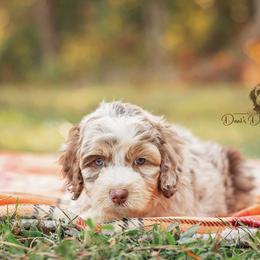 Aussiedoodle Puppies from Dani's Dandy Doodles