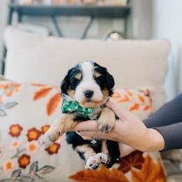Milk - Tri-color male Bernedoodle puppy in Murray, Utah from Sun Valley Doodles