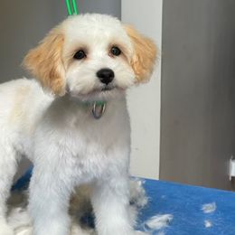 Maltipoo and Poodle All Grown Up from Little Toy Poodles