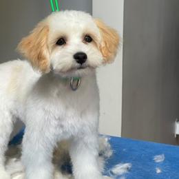 Maltipoo and Poodle All Grown Up from Little Toy Poodles