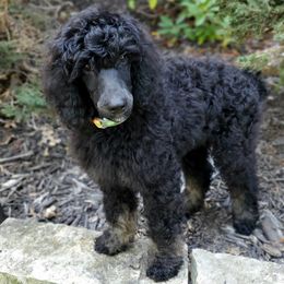 Watson - Poodle puppy in Manchester, Missouri from Perfect Poodles and Doodles LLC