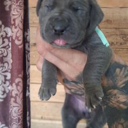 Zero - Blue female Great Dane puppy in Norwalk, Ohio from Swanger Danes
