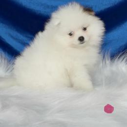 Pomeranian Puppies from Cream Puffs Pomeranians