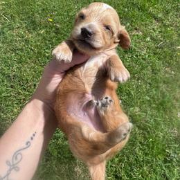 Mordecai - Cream male Dachshund puppy in Burleson, Texas from Sarah’s Dachshies