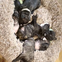 French Bulldog puppies from Drake Home Frenchies