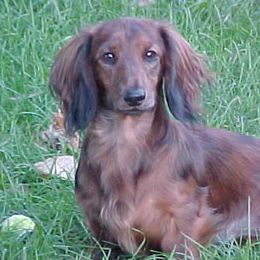 Dachshunds from Burdachs Dachshunds