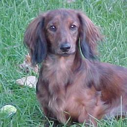 Dachshunds from Burdachs Dachshunds