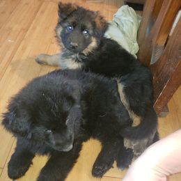 German Shepherd Puppies from Von Holtzapple German shepherds