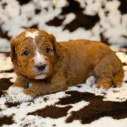 Paprika - Red  female Goldendoodle puppy in Houston, Texas from Golden Life Doodles