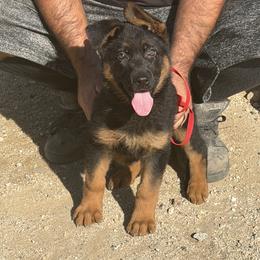 Valeria - Black and red female German Shepherd puppy in Whitewater, California from Vom Haus Metzler Shepherds