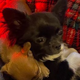 Remy - Chihuahua