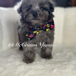 Lil bit - Blue female Poodle puppy in Hesperia, California from McCraws N Paws