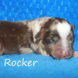 Rocker - Red merle male Miniature American Shepherd puppy in Godley, Texas from Flying H Toy and Mini Aussies