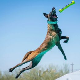 Siren - Belgian Malinois