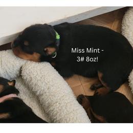 Girl 2 - Black and mahogany female Rottweiler puppy in Snohomish, Washington from Sky Valley Rottweilers