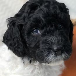 Labradoodle, Australian Labradoodle, and Schnoodle Puppies from Lake Mountain Doodle