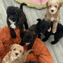 Goldendoodle and Poodle Puppies from Doodles & Poodles by Tiki
