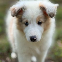 Jewel - Sable merle and white female Shetland Sheepdog puppy in Dallas, North Carolina from Retter Ridge