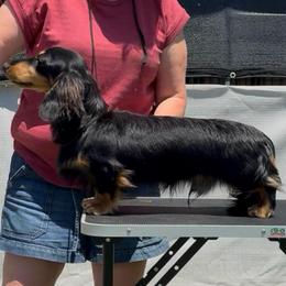 Crosby - Dachshund