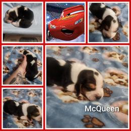 McQueen - Black white and tan male Basset Hound puppy in Mill Springs, North Carolina from Mountain View Basset Hounds