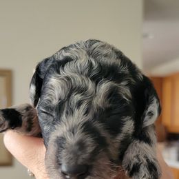 Goldendoodle Puppies from Sancass'd Goldendoodles