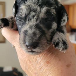 Goldendoodle Puppies from Sancass'd Goldendoodles