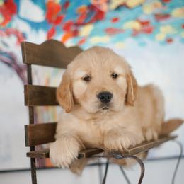 Ms Yellow - Golden female Golden Retriever puppy in Las Vegas, Nevada from Geaux Dog