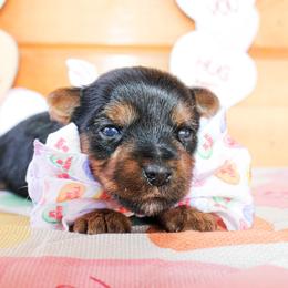 Teddy - Black and tan male Yorkshire Terrier puppy in Hugo, Oklahoma from Ann R.