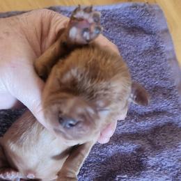 Green - Ruby male Cavalier King Charles Spaniel puppy in Albany, Oregon from Hit Parade Cavaliers