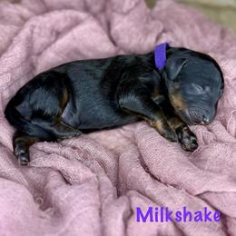 Milkshake - Phantom female Bernedoodle puppy in Midland, Michigan from Northern Charm Farm