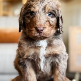 Bernedoodle and Goldendoodle Puppies from Sac River GoldenDoodles & BerneDoodles LLC