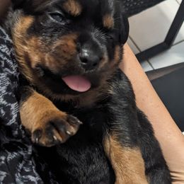 Rottweiler Puppies from Supreme Rottweilers